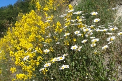 Ginestra
